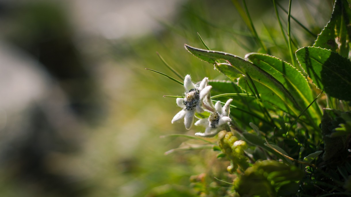 Edelweiss, la flor de las nieves