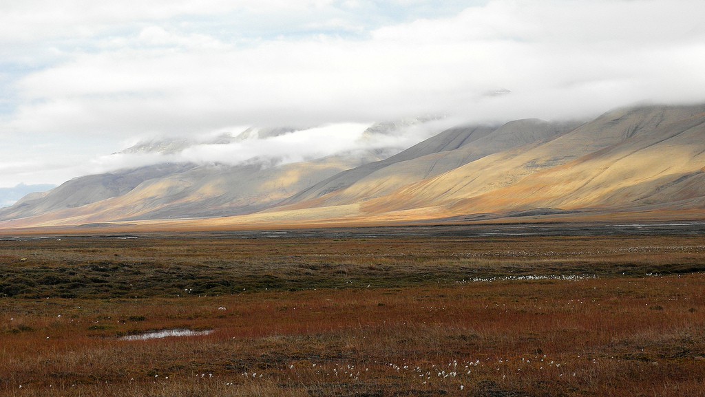 La tundra, el bioma más frío del planeta