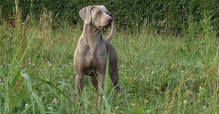 Alergia canina, qué es y cómo tratarla