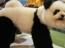 Sigue hacia adelante la moda de los perros panda en China