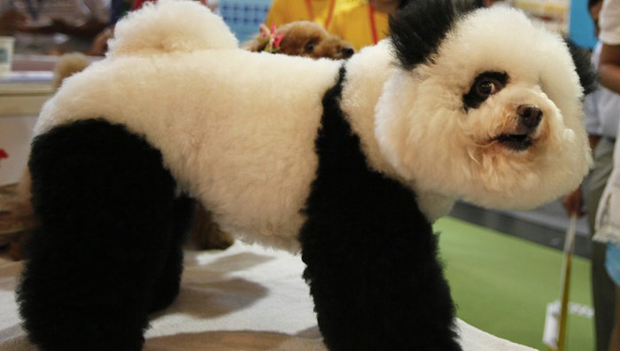 Los 'perros panda', la última moda en China