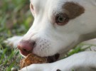 Consejos para alimentar correctamente a tu perro