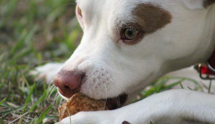 Consejos para alimentar correctamente a tu perro