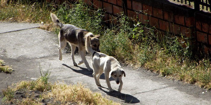 Paga 24.000 dólares para salvar a 400 animales del festival de carne de perro