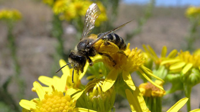 La desaparición de las abejas está causada por los campos electromagnéticos