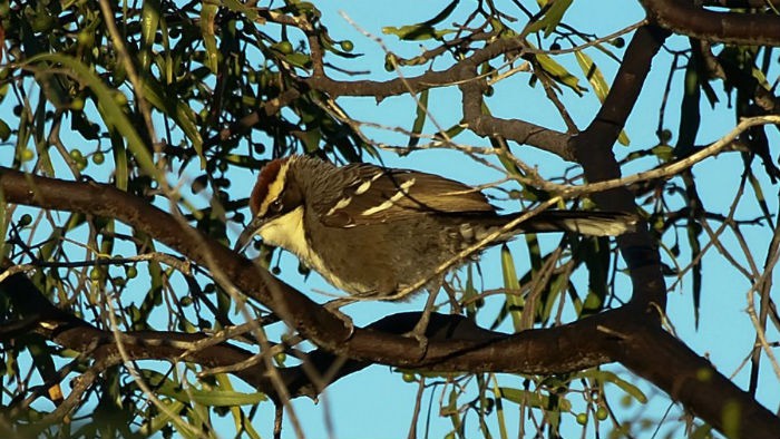 Pomatostomus ruficeps, o el ave que habla