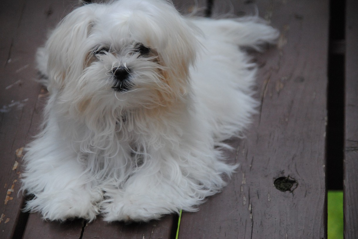 El bichón maltés, un encantador perro miniatura