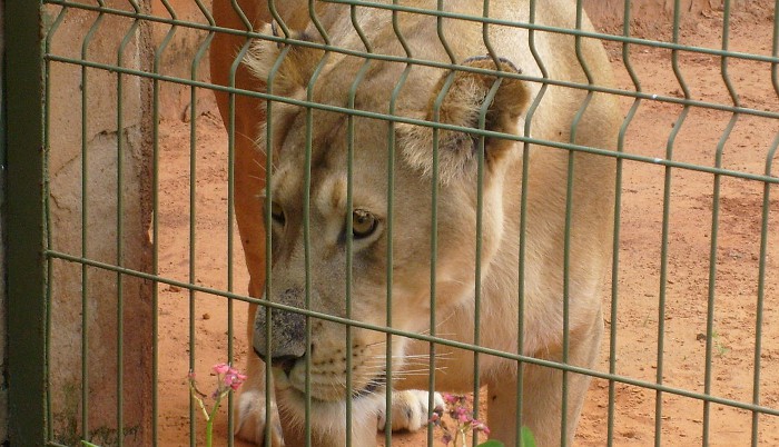 Mérida prohibirá los circos y atracciones que tengan animales en cautividad