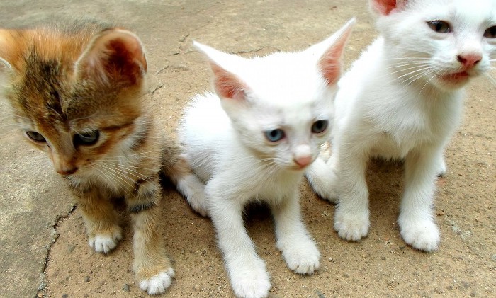 Síndrome de gran altura: Qué es y cómo evitarlo en los gatos