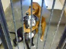 Kala y Keira: Dos perros se salvan gracias a una foto colgada en Facebook