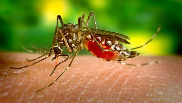 Así seleccionan los mosquitos a sus próximas víctimas