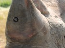 Ponen cámaras en los cuernos de los rinocerontes para protegerlos