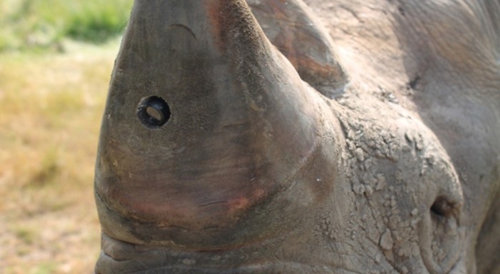 Ponen cámaras en los cuernos de los rinocerontes para protegerlos