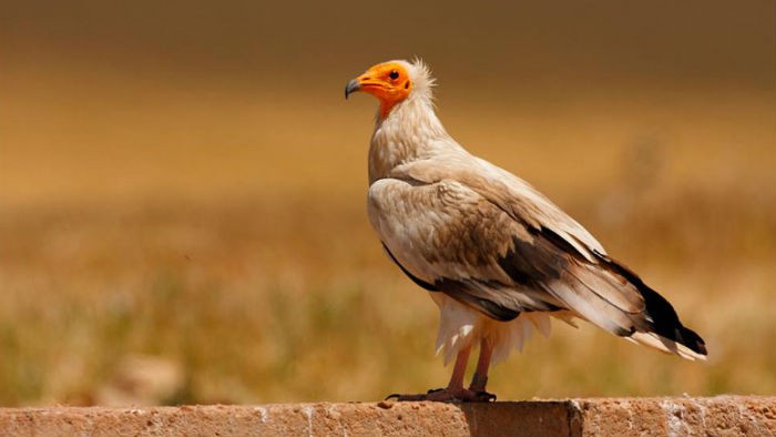 Las especies más emblemáticas de España son también las más amenazadas