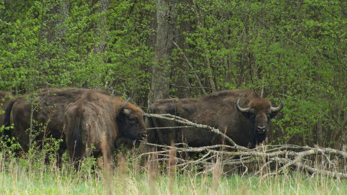 El bisonte vuelve a Extremadura