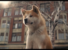 Las 5 mejores películas sobre perros