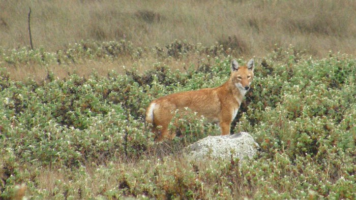 La extraña colaboración entre el lobo etíope y el gelada