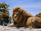 Algunas curiosidades sobre los leones