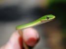 Algunas curiosidades sobre las serpientes