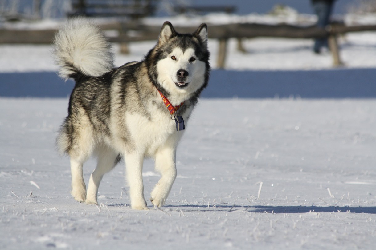 Alaskan Malamute, una raza muy especial