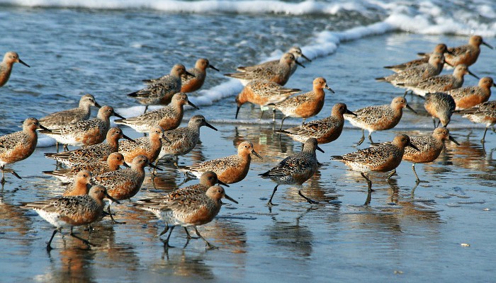 Un láser diseñado para salvar a las aves marinas