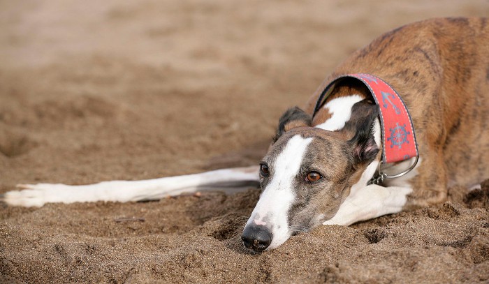 2015 no se salva: la muerte de galgos sigue siendo una constante