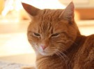 Ronroneos: Por qué lo hacen los gatos y qué función tiene