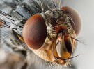 La suelta de moscas transgénicas en Tarragona no se llevará a cabo