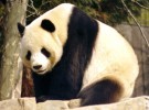 Los osos panda mantienen la esperanza: nacen dos crías en el Zoo de Washington