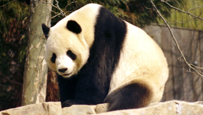 Los osos panda mantienen la esperanza: nacen dos crías en el Zoo de Washington