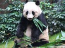 El panda más longevo en cautividad cumple 37 años