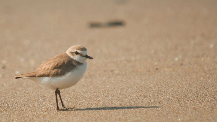 Las aves acuáticas de Doñana van camino de la desaparición