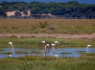 Doñana: 46 años de historia, desafíos y protección del medio ambiente