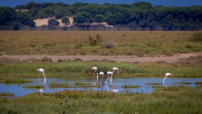 Doñana: 46 años de historia, desafíos y protección del medio ambiente