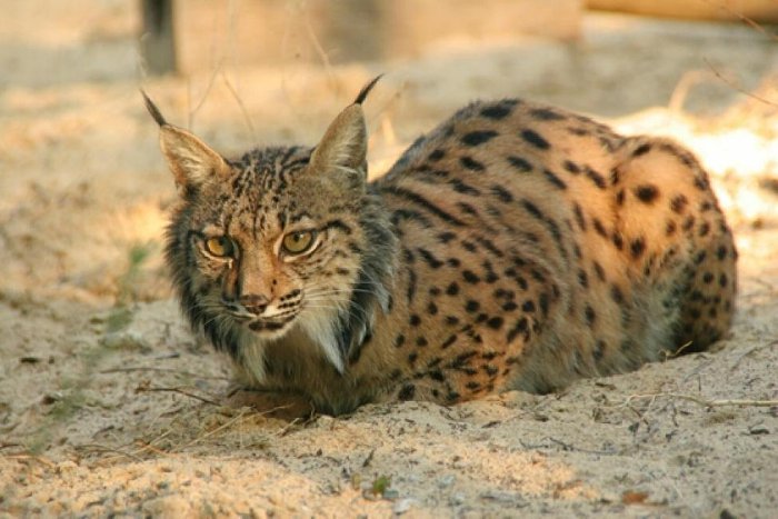 El lince ibérico vuelve a Córdoba