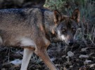 El lobo ibérico al sur de España ya es casi más perro que lobo