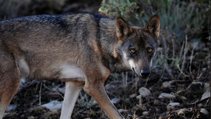 El lobo ibérico al sur de España ya es casi más perro que lobo