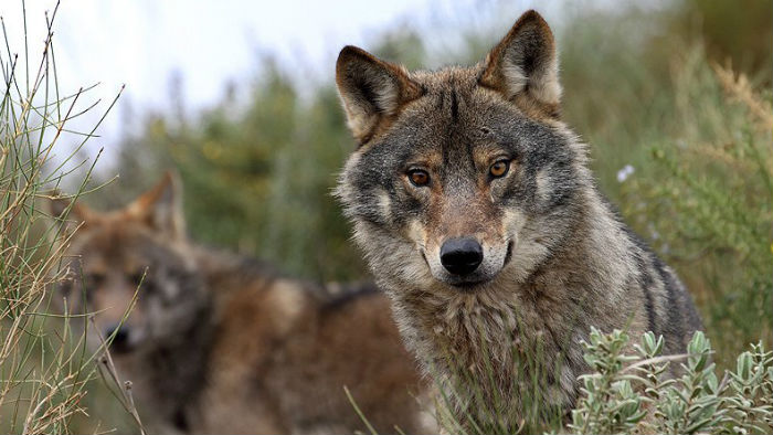 Ecologistas en Acción: el lobo y la ganadería deben convivir