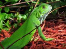 Consejos para cuidar a tu iguana