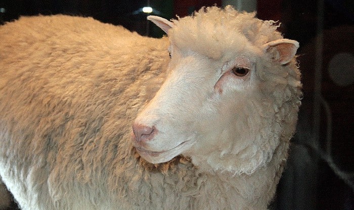 Animal clonado