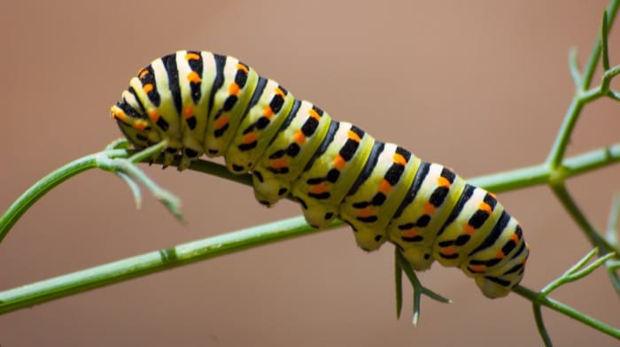 Gusano