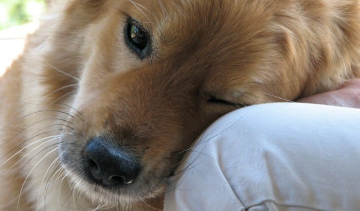 Perro