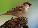 SEO/Birdlife celebrará el día de las aves con actividades para los aficionados a la ornitología