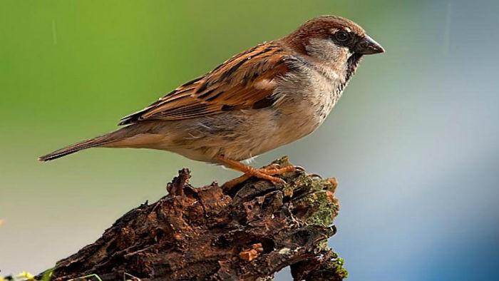 SEO/Birdlife celebrará el día de las aves con actividades para los aficionados a la ornitología