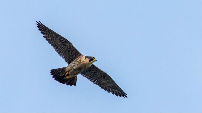 Un halcón peregrino abatido a tiros en la Comunidad de Madrid