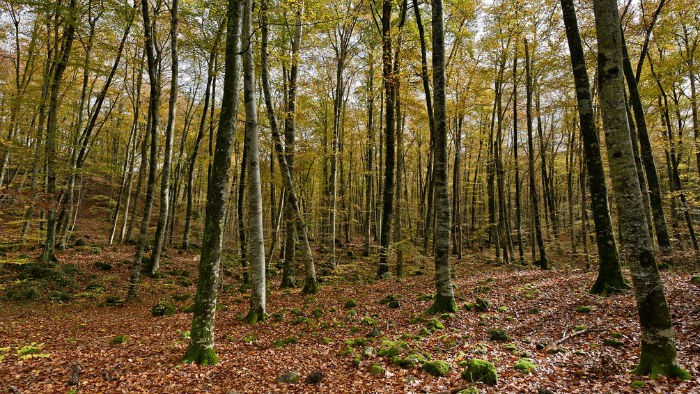 Llega el Otoño y con él, un sinfín de actividades para vivir en la naturaleza