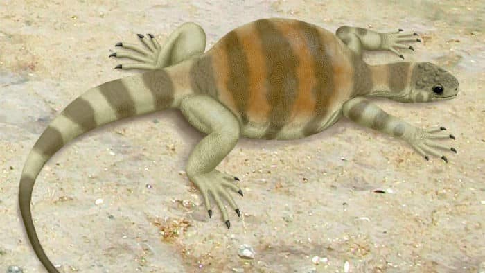 proto-tortuga