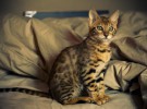 Bengala, una peculiar raza de gatos leopardos