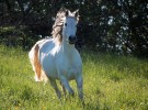 Árabe, una de las razas de caballo más antiguas
