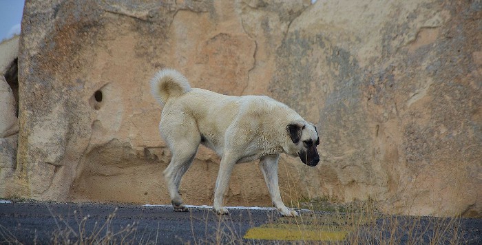 Brasil: cada año, más de 475 millones de animales mueren atropellados